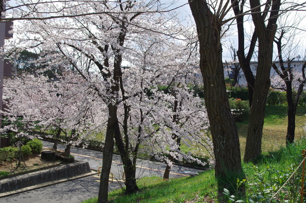 IMGP8375.JPG